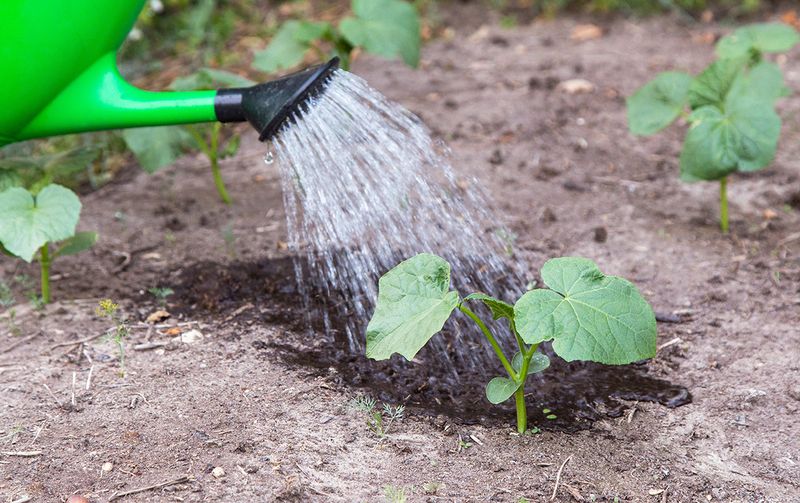 Stabilize the Root Zone With Even Moisture and Better Drainage Stabilize the Root Zone With Even Moisture and Better Drainage