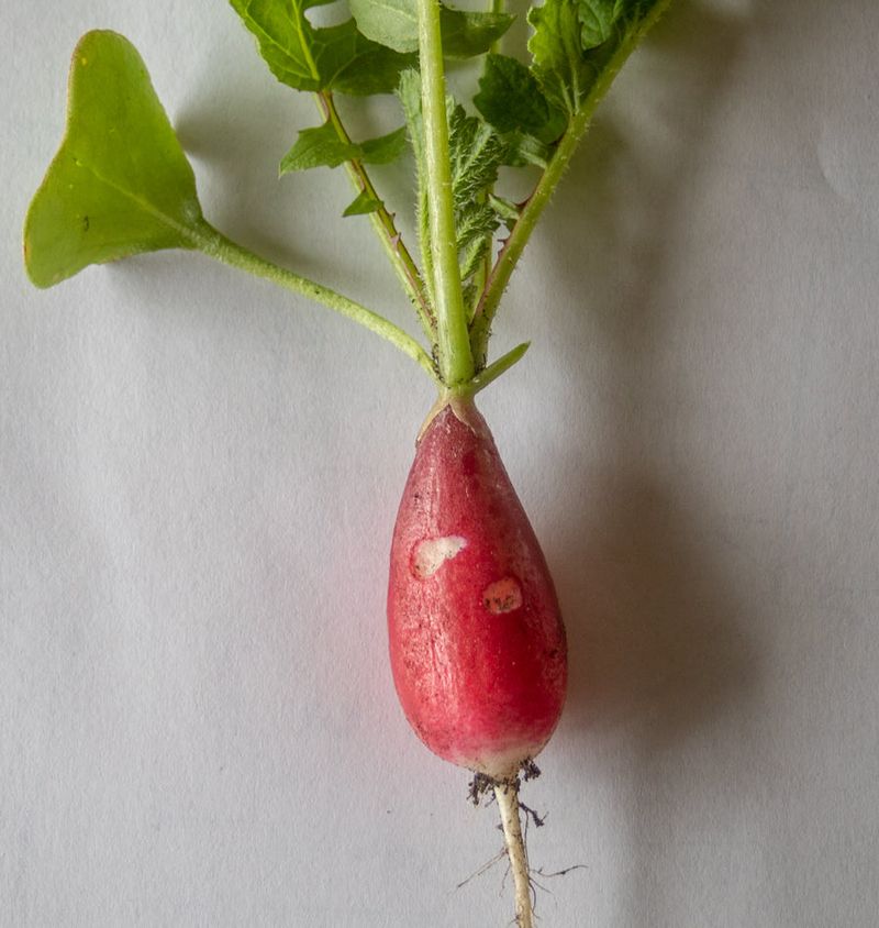 Stabilize the current crop without expecting damaged roots to recover
