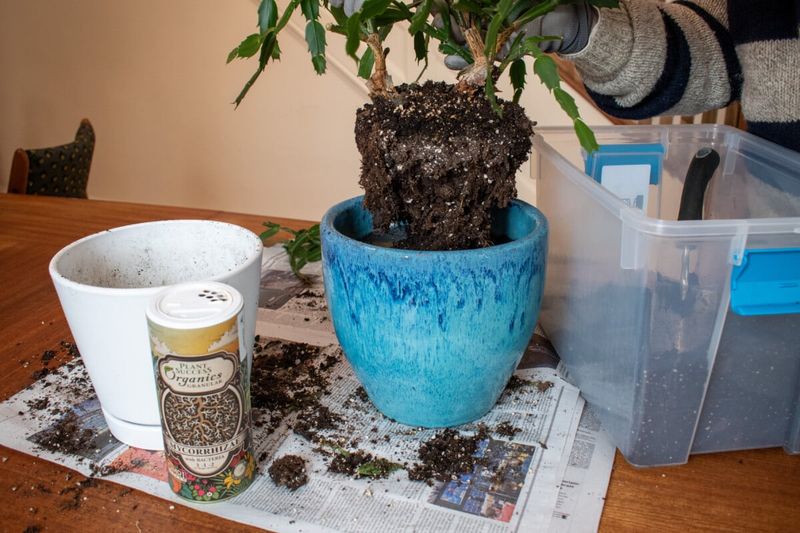 Stabilize the plant and investigate symptoms before guessing