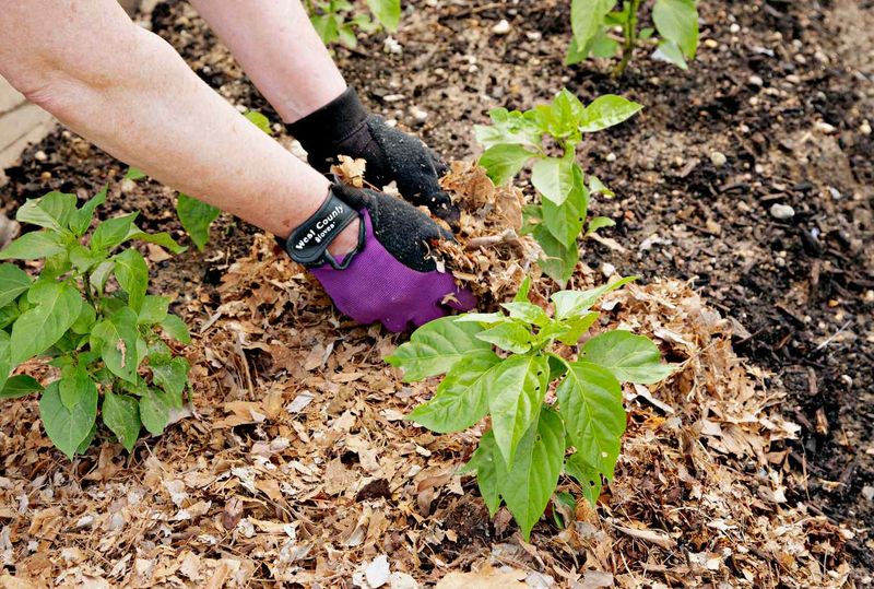 Stabilize the root zone before reaching for fertilizer Stabilize the root zone before reaching for fertilizer