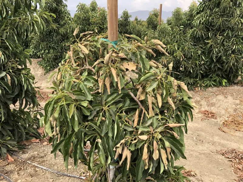 Stabilize the tree and reassess the remaining crop