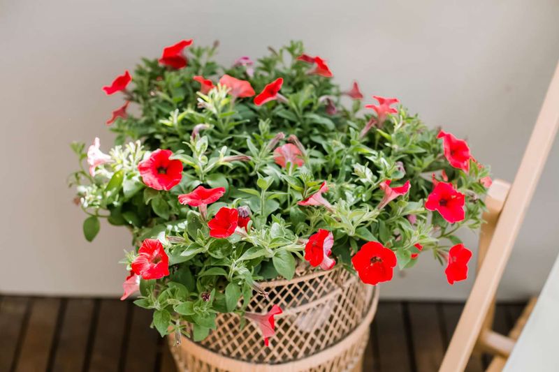 Stage the cutback if flowers still matter today Stage the cutback if flowers still matter today