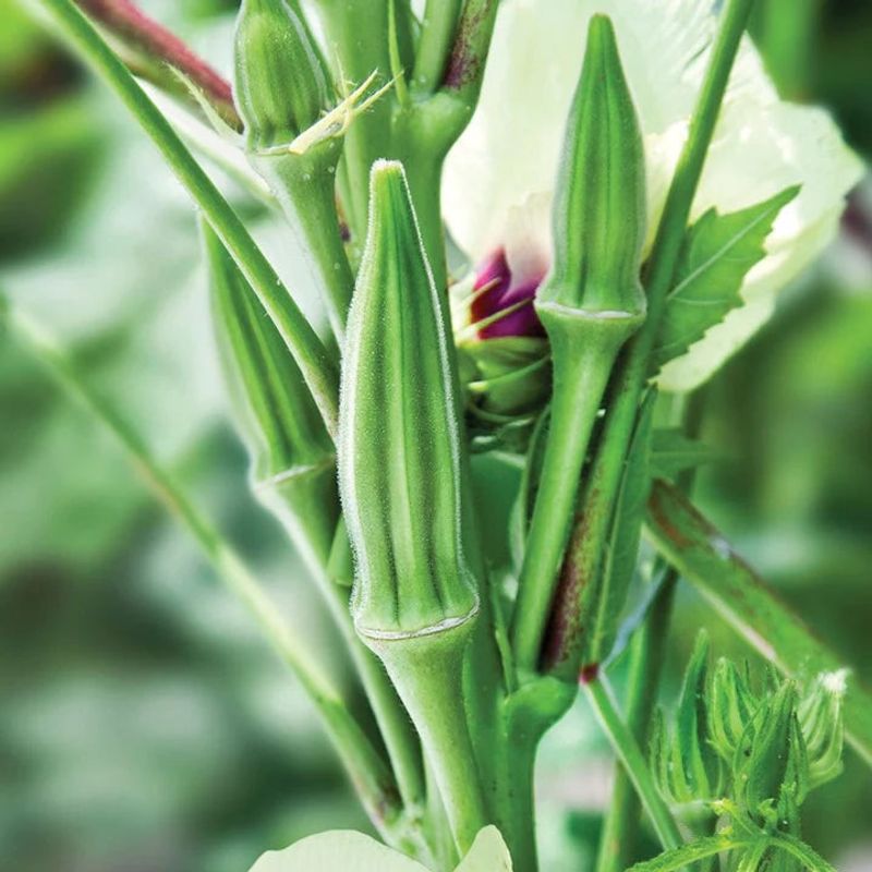 Stagger plantings and choose varieties for your space
