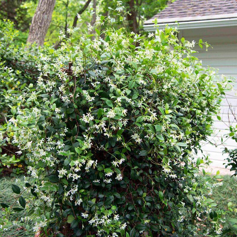 Star jasmine can solve a Central Texas fence problem