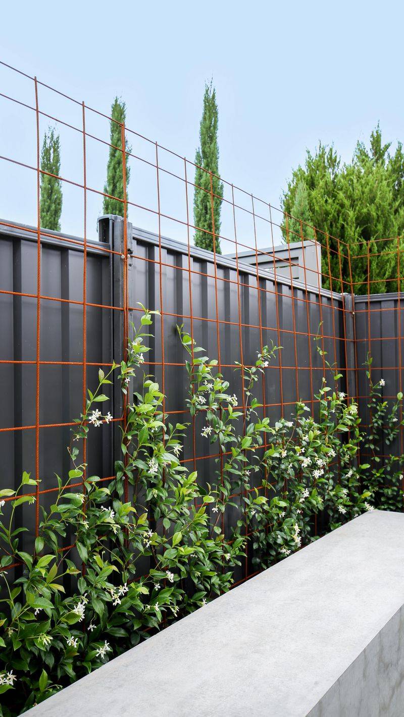 Star jasmine creates a fragrant evergreen screen, not a guaranteed flower wall