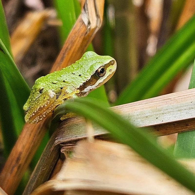 Start With a Cautious Identification