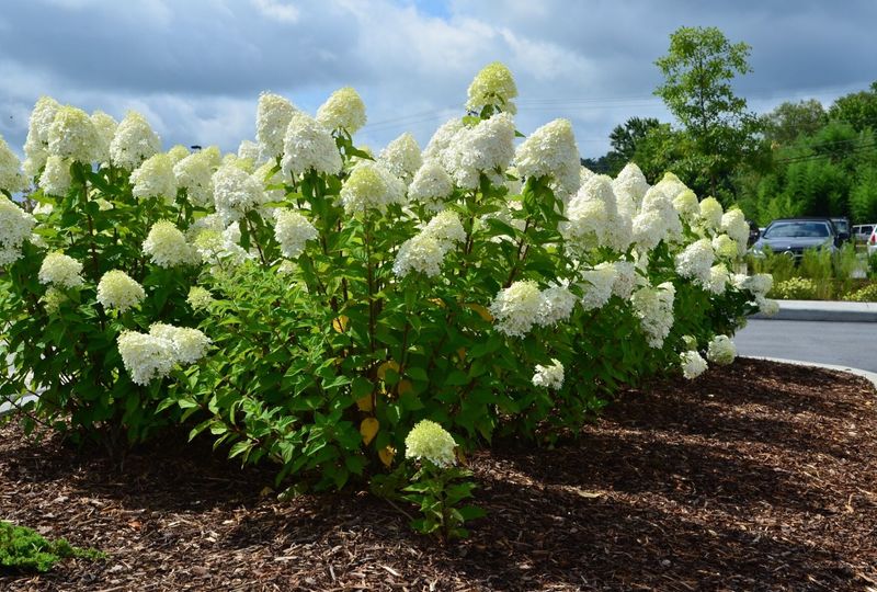 Start With the Hydrangea That Can Deliver the Display