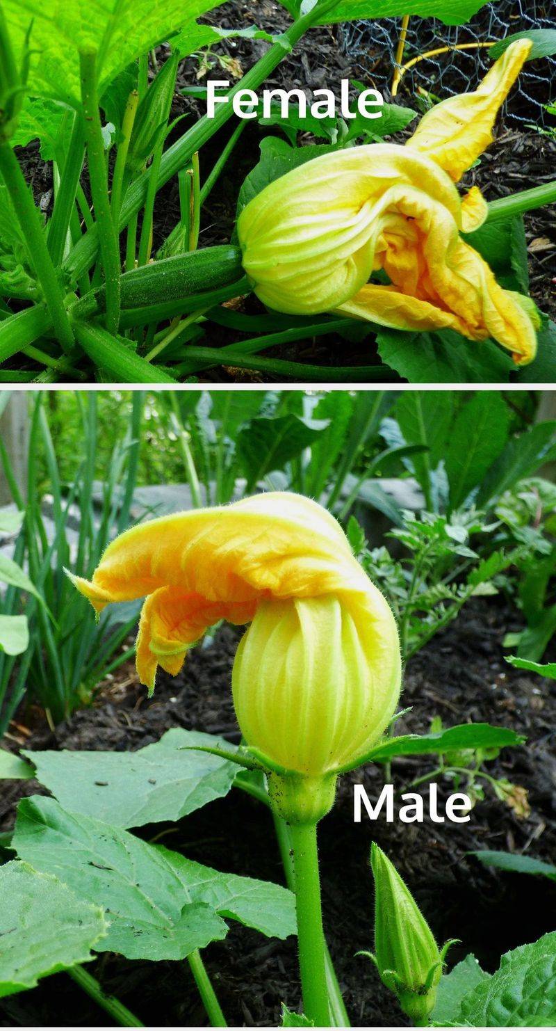 Start by checking what each flower can become Start by checking what each flower can become