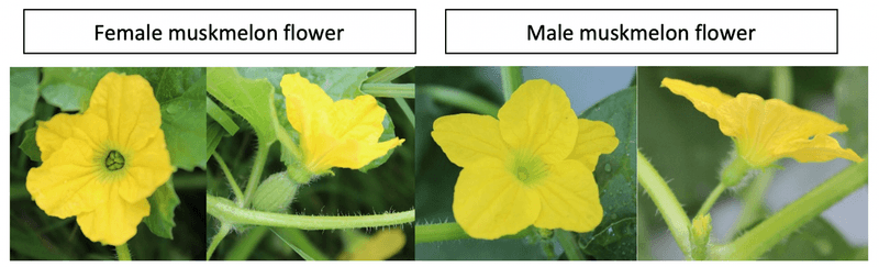 Start by checking whether the blossoms can make cucumbers Start by checking whether the blossoms can make cucumbers