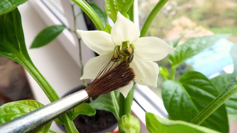Start by identifying what the plant is actually doing