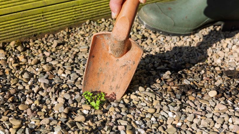 Start by removing the path's existing growing layer