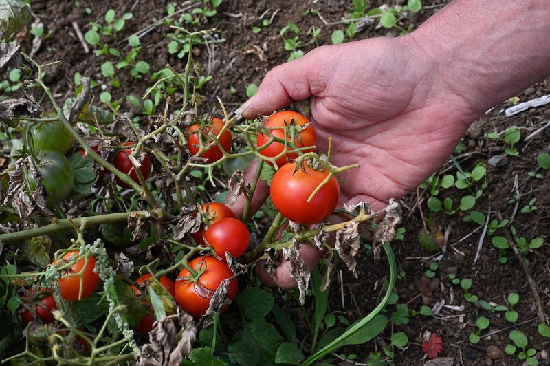 Start by separating heat stress from feeding problems