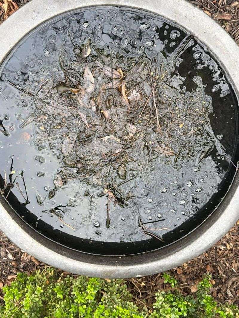 Start mosquito control with standing-water removal