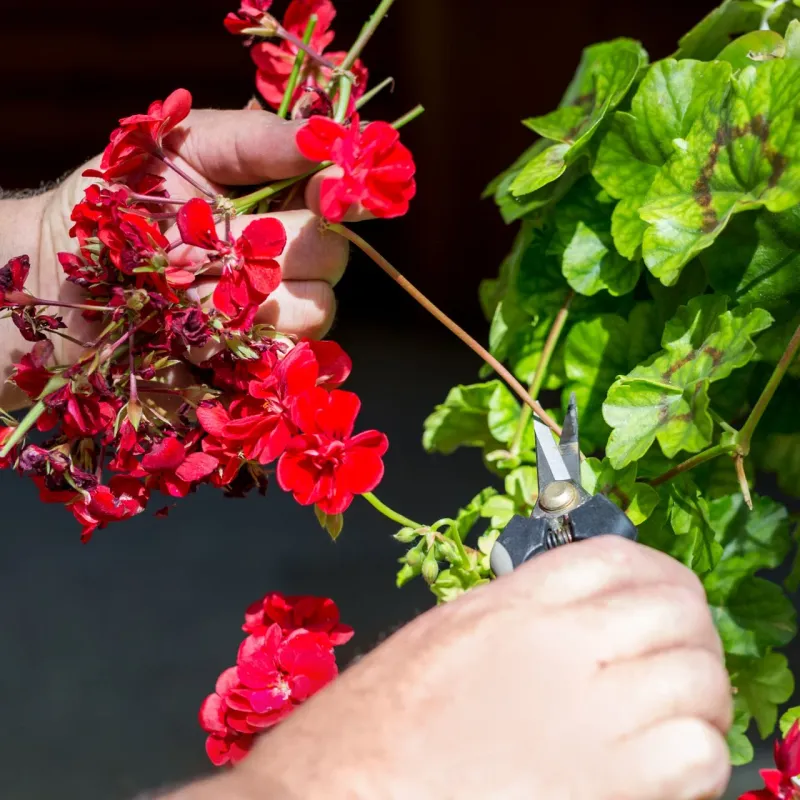 Start with a complete deadheading pass and realistic expectations