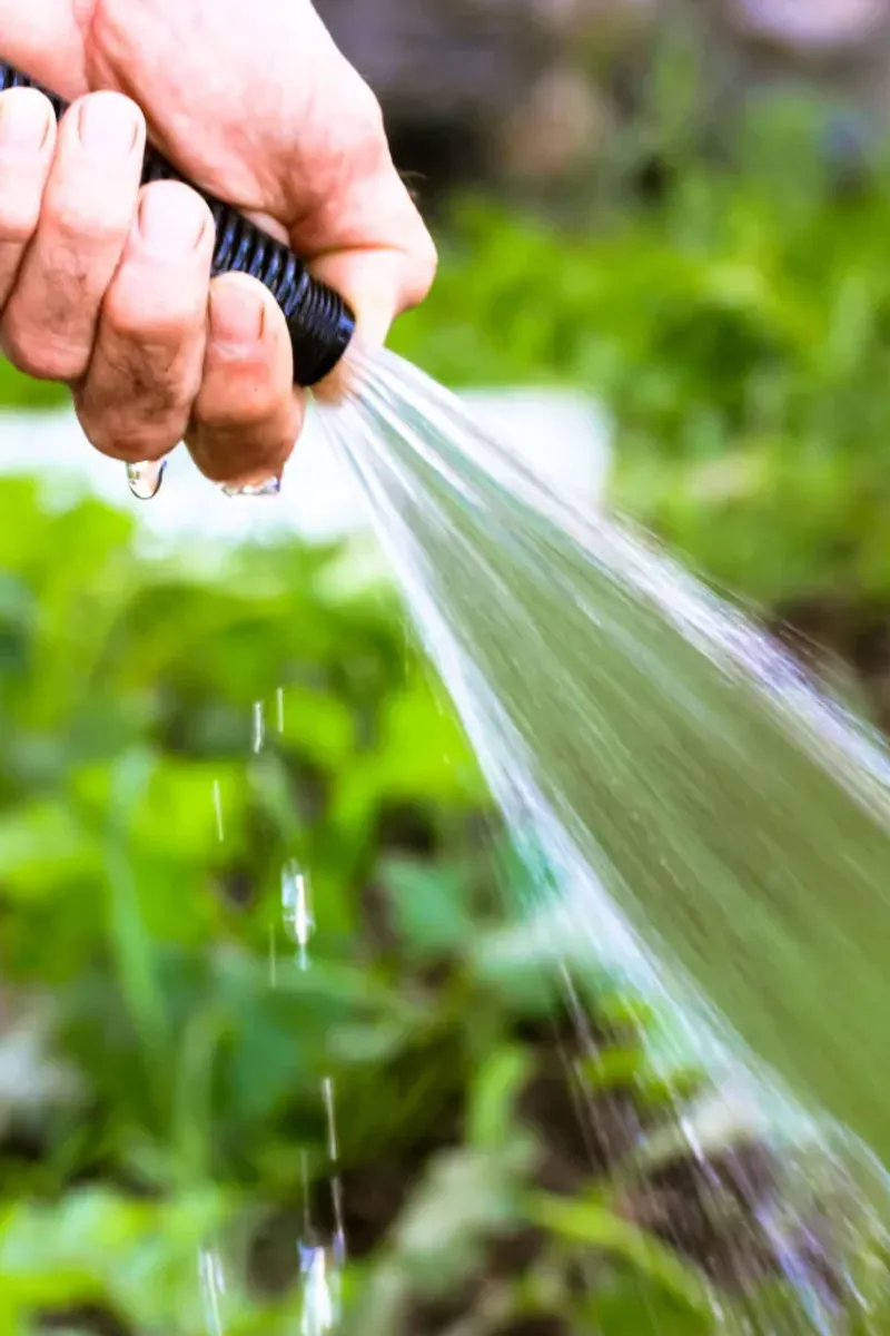Start with a firm spray of plain water