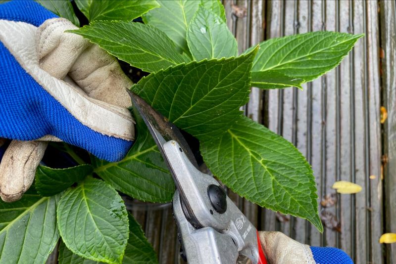 Start with a healthy, nonflowering shoot