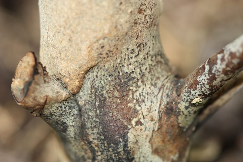 Start with a living-tissue check