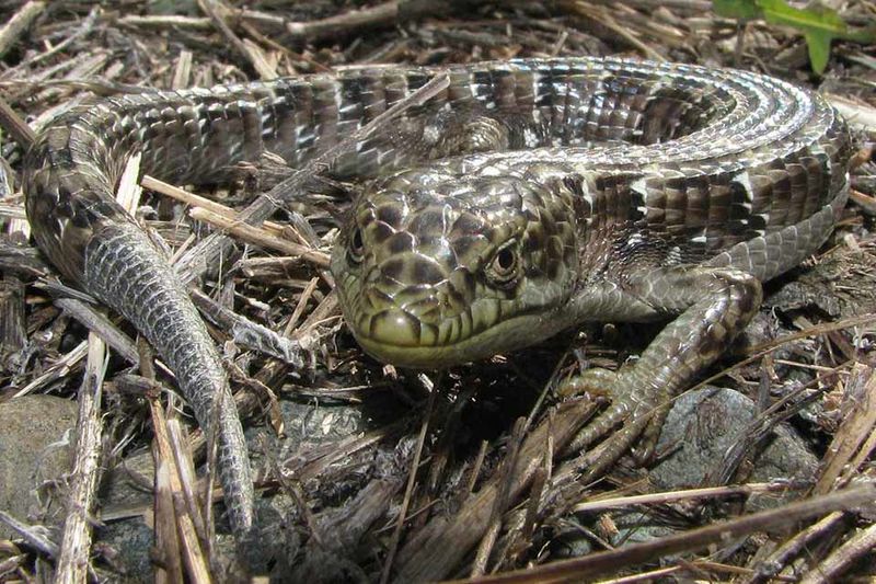 Start with noninterference, not lizard management