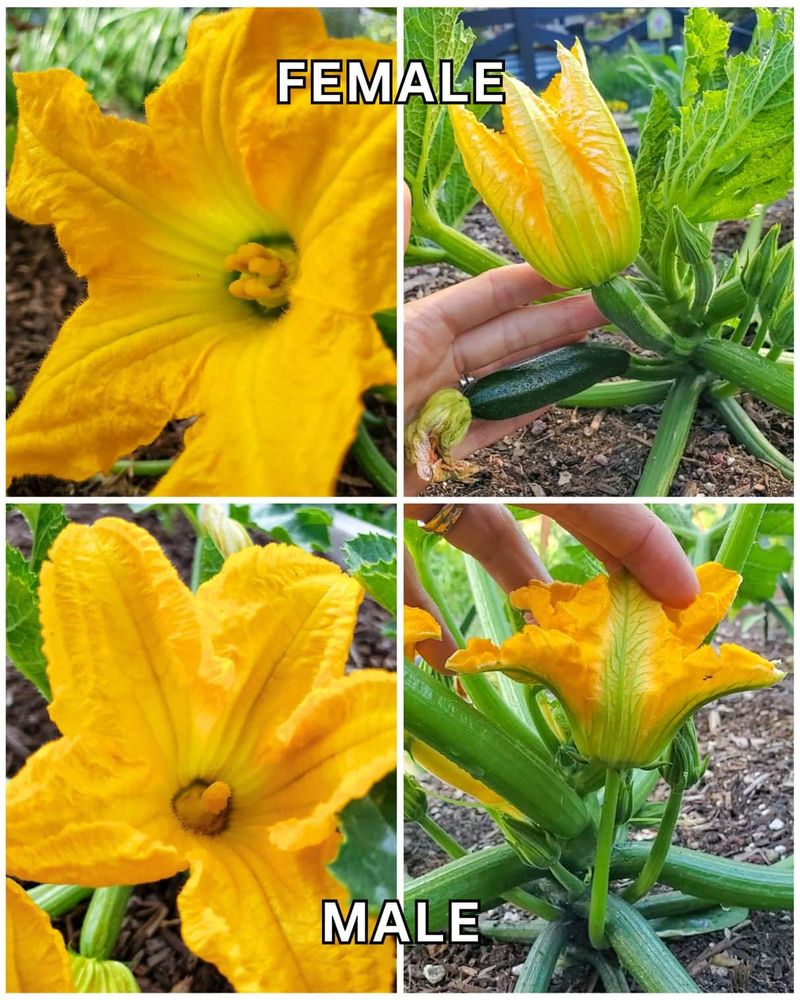 Start with the flower, not the fallen blossom