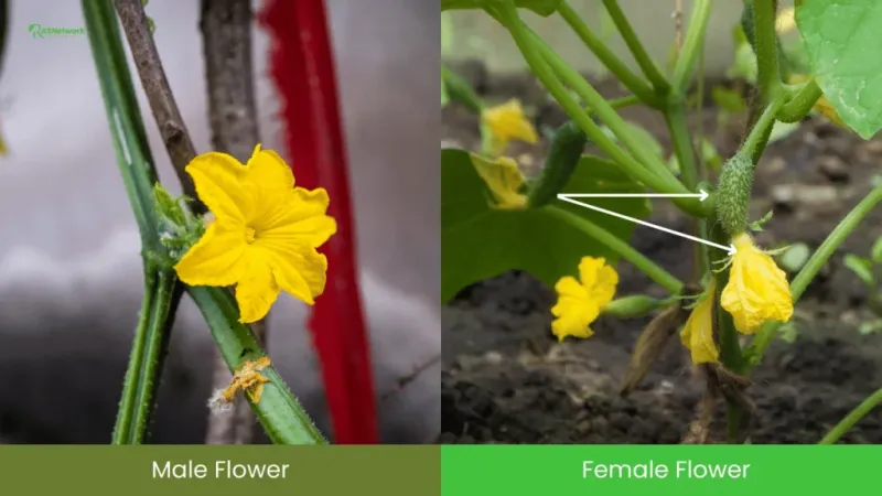 Start with the flower, not the missing cucumber