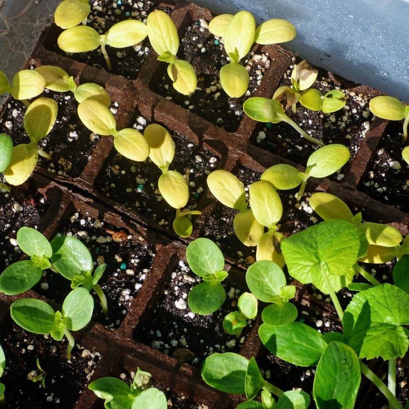 Start with the leaf that is turning yellow