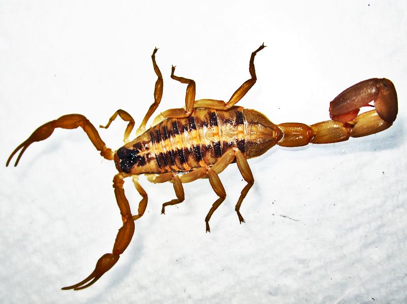 Start with the striped bark scorpion, then respect regional uncertainty