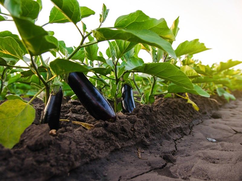Start with the weather-and-soil-moisture pattern