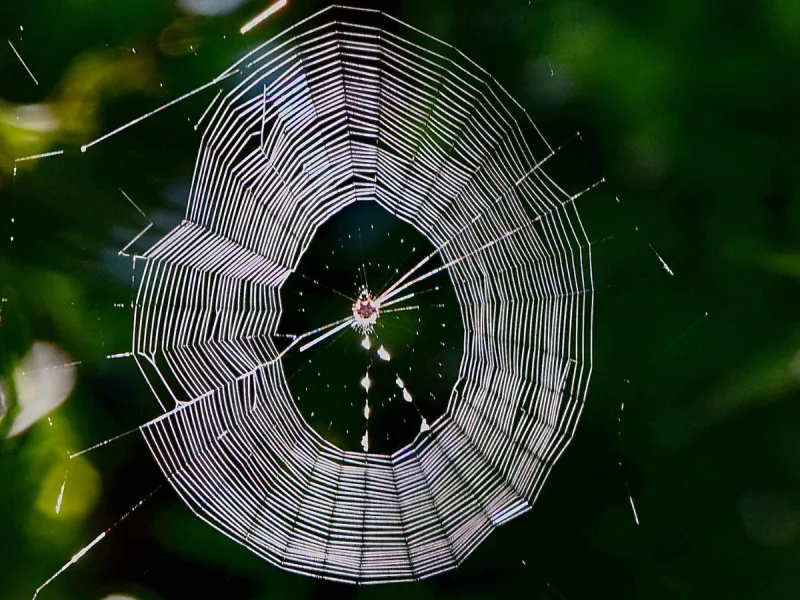 Start with the web, not the spider