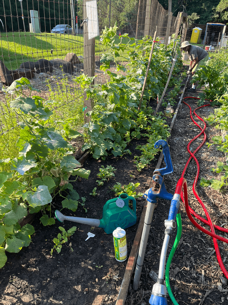 Start with water and lower plant stress