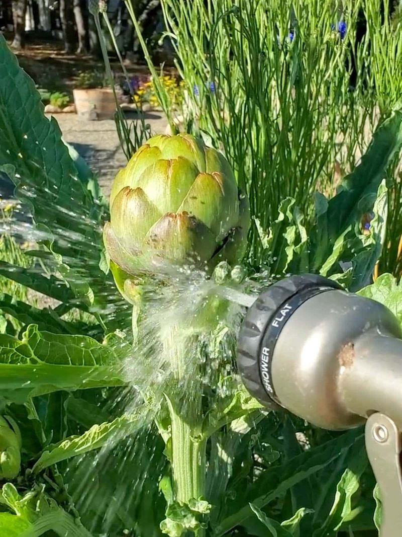 Start with water, monitoring, and ant management