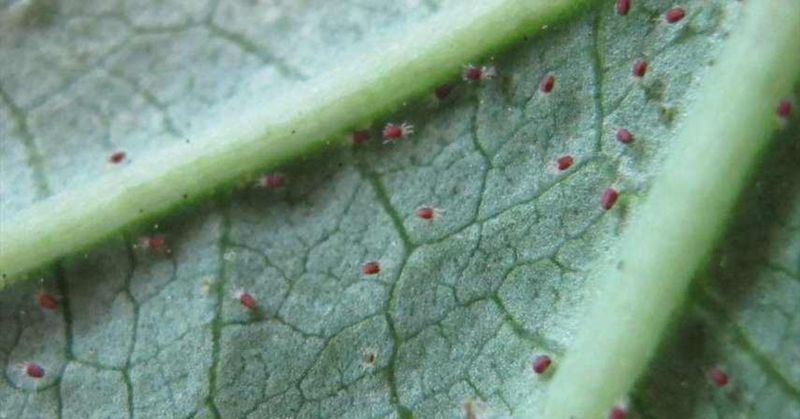 Start with water, plant care, and repeated monitoring Start with water, plant care, and repeated monitoring