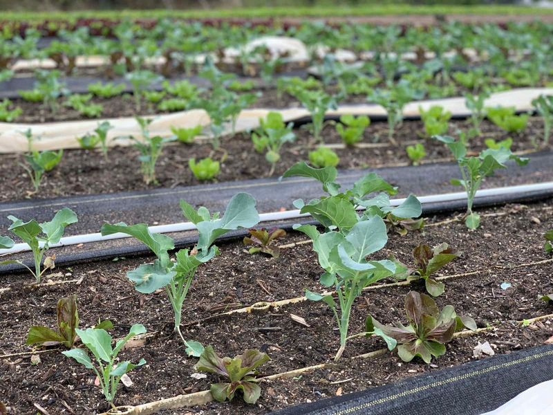 Start with young, vigorous, hardened transplants