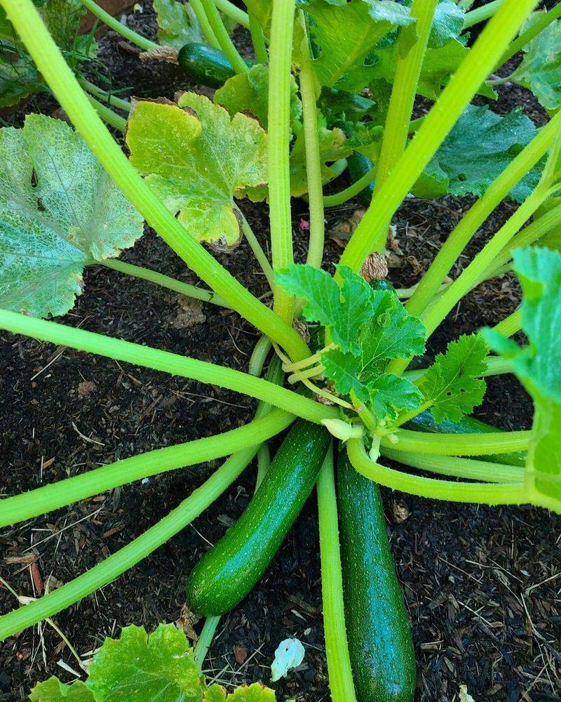 Steadier Conditions Give New Fruit Its Best Chance