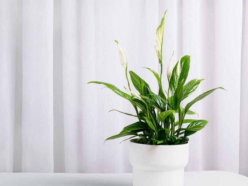 Steady care supports the reset without forcing a bloom