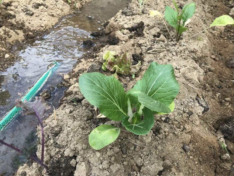 Steady moisture and cool roots support delayed heading