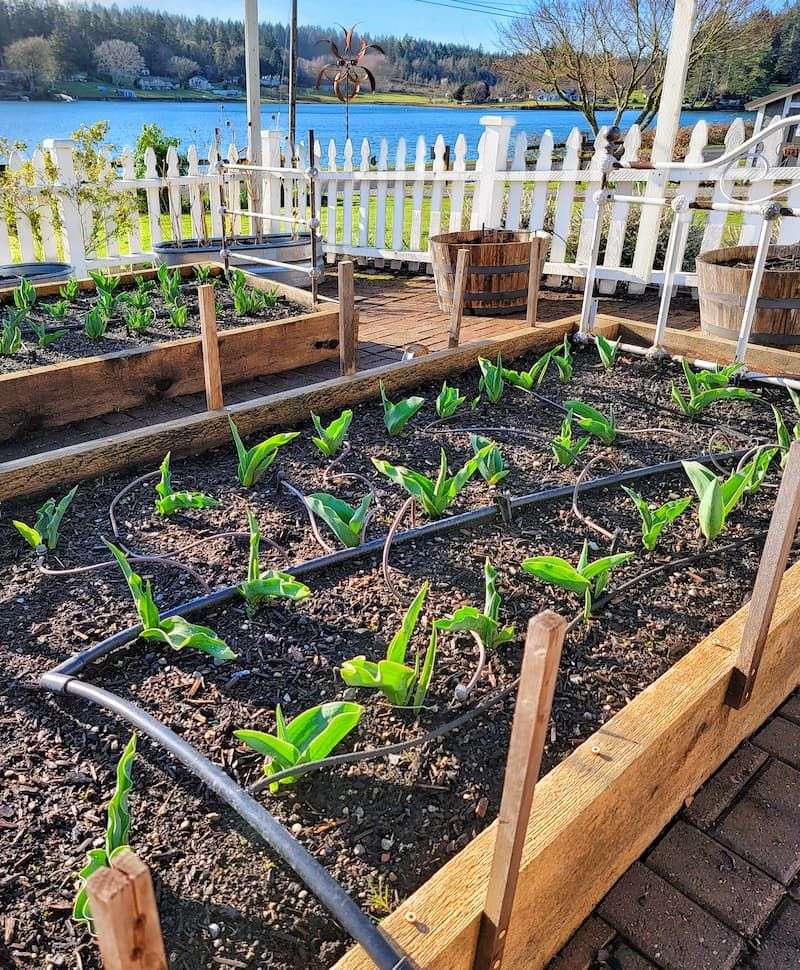 Steady moisture and reduced heat load can protect the next flowers