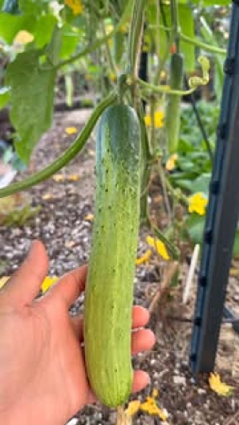 Steady moisture helps the next cucumbers, not the damaged ones