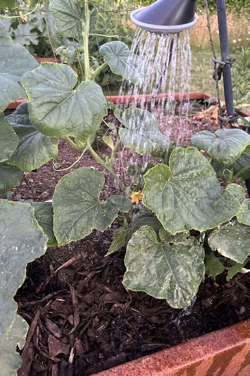 Steady soil moisture supports better fruit development