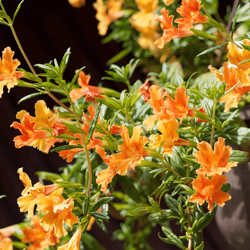 Sticky Monkeyflower (Diplacus aurantiacus)