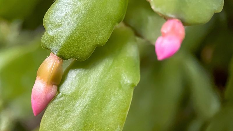 Stop feeding when the plant shifts toward bud formation Stop feeding when the plant shifts toward bud formation