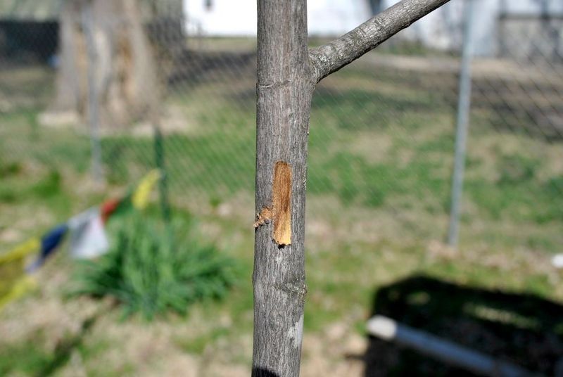 Stop pruning and inspect the stems