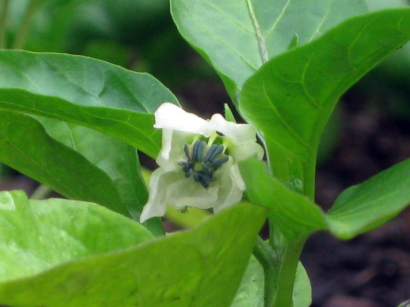 Stop routine high-nitrogen feeding when foliage is excessive