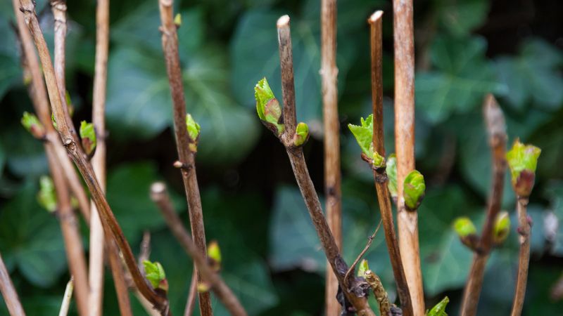Stop trying to repair an old-wood pruning mistake with another hard cut