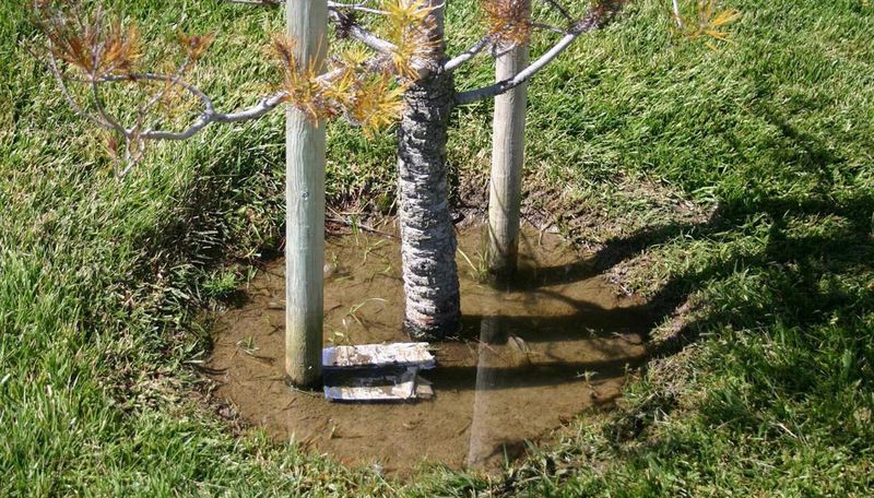 Stop watering when saturation or tree damage points to another problem