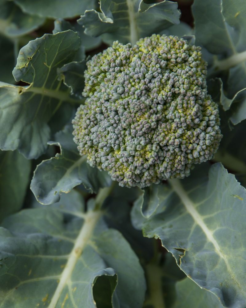 Strong transplants and suitable cultivars protect the schedule