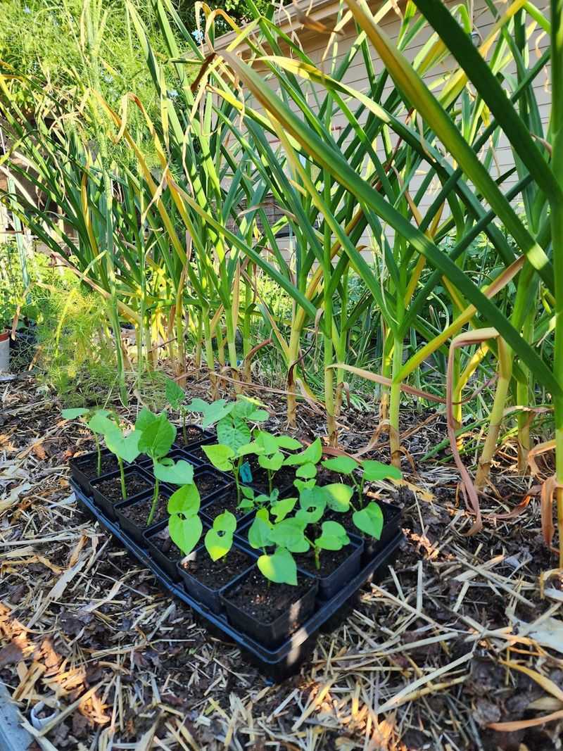 Succession Planting for a Longer Harvest Succession Planting for a Longer Harvest