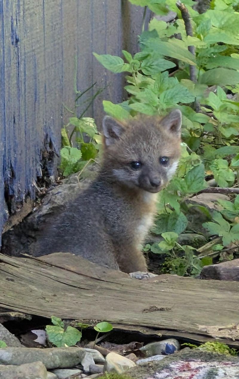 Summer can make ordinary fox activity easier to notice