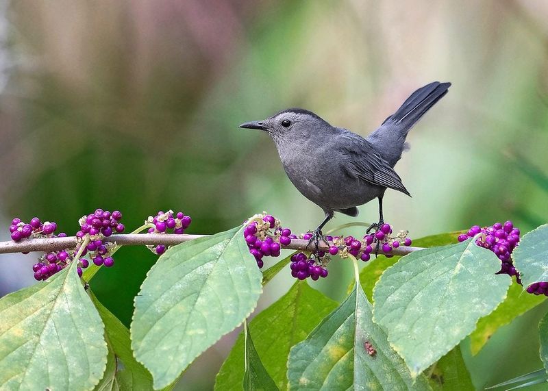 Summer flowers and fall berries support wildlife