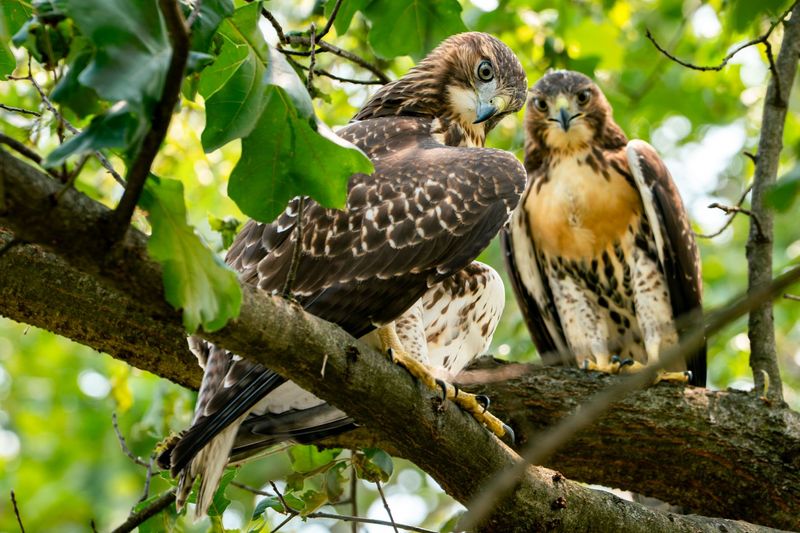 Summer nest defense calls for distance, not removal