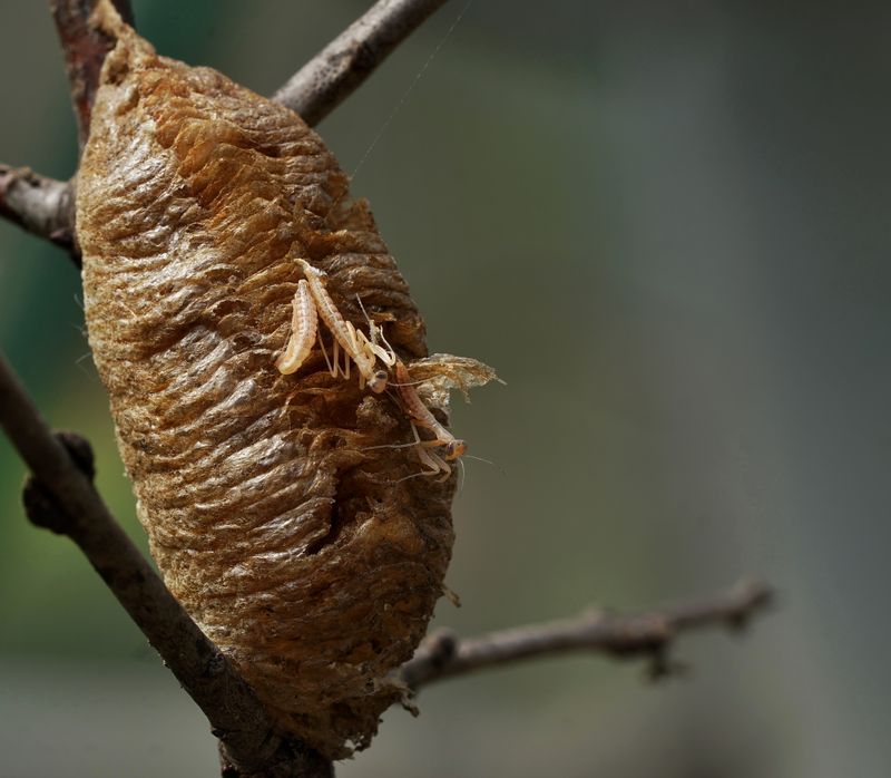 Summer sightings fit the California mantis life cycle Summer sightings fit the California mantis life cycle
